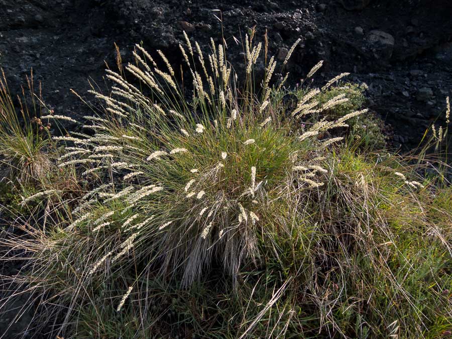 Melica ciliata / Melica barbata